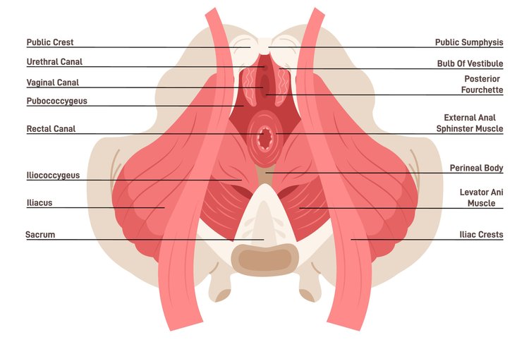 Labeled anatomical diagram of female pelvic muscles and structures.